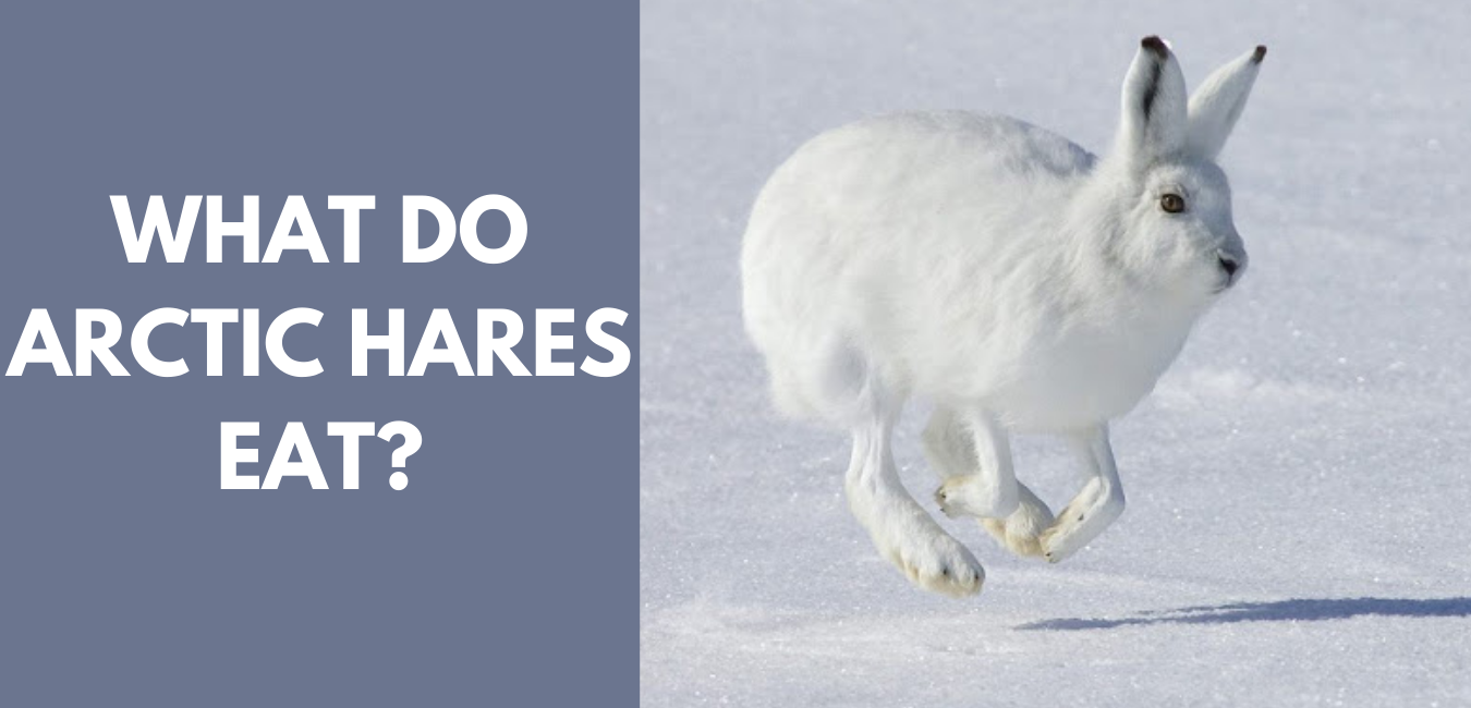 What do arctic hares eat