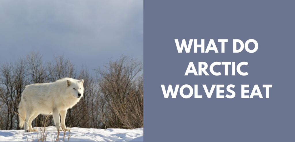 What Do Arctic Wolves Eat? - ArcticLook