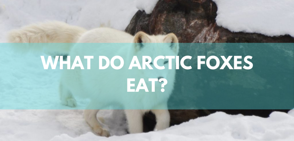 arctic fox diet for kids Fox arctic diet food artic foxes lemmings ...