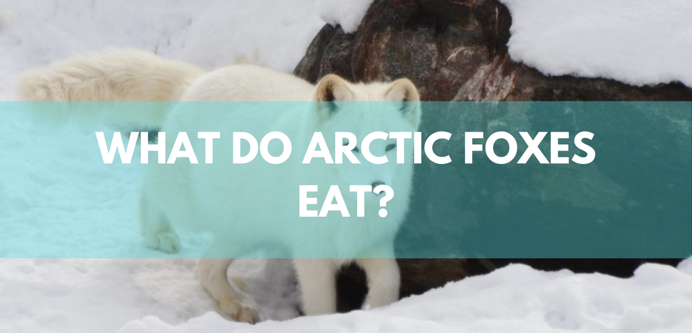 what animals eat arctic wolf