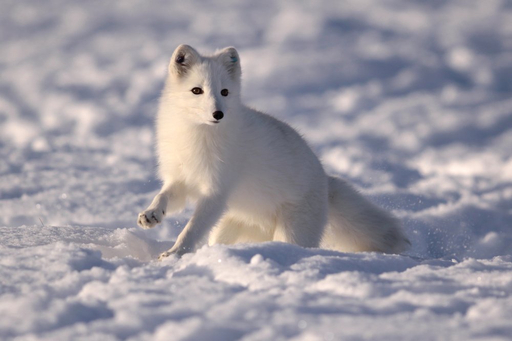 What do arctic fox eat