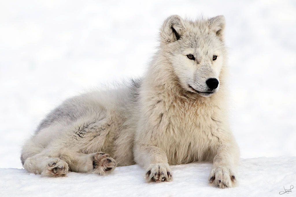 arctic wolves eat