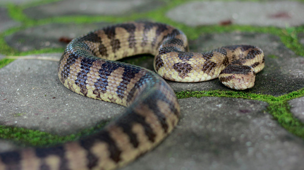 Snakes often visit homes in the winter where rodents are present