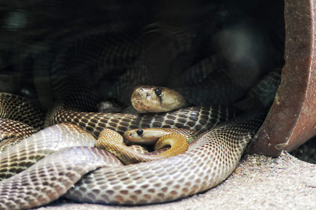 Snakes occasionally share dens with other snakes to keep each other warm in the winter