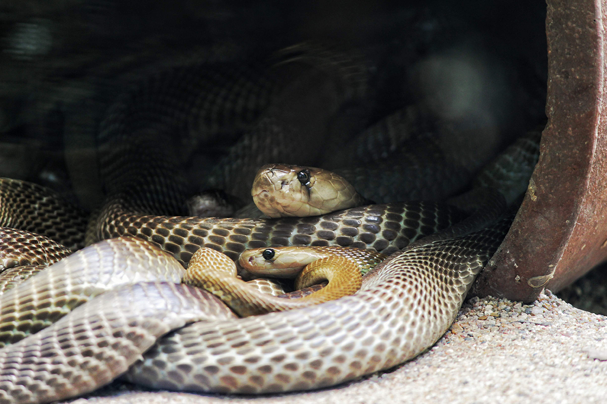 Where Do Snakes Go in the Winter? - ArcticLook