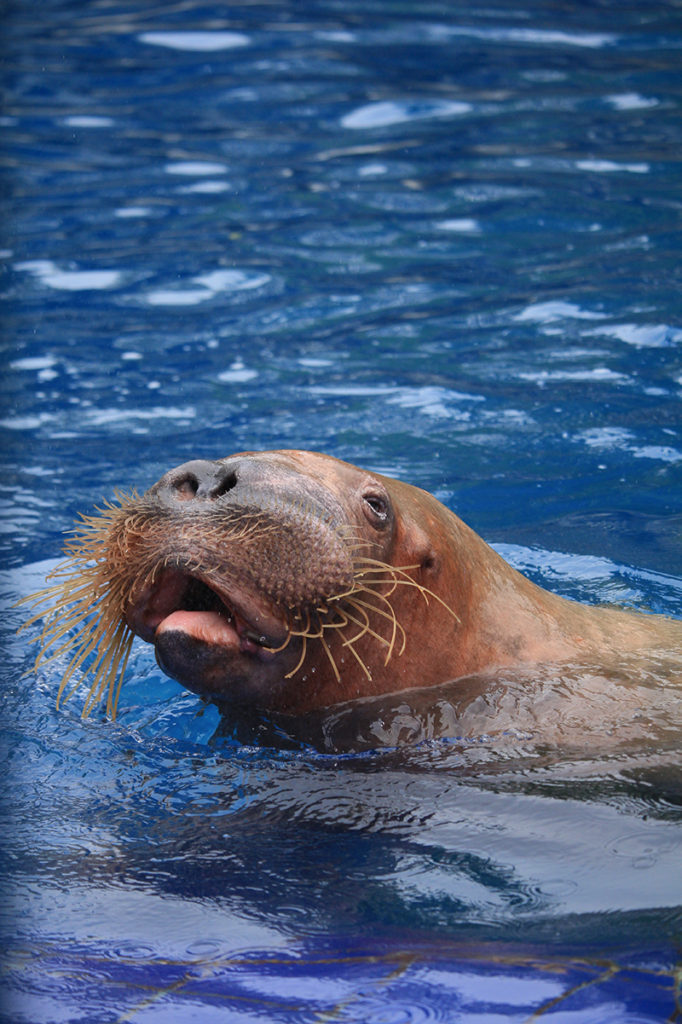 Walrus sensitive whiskers help them search for food