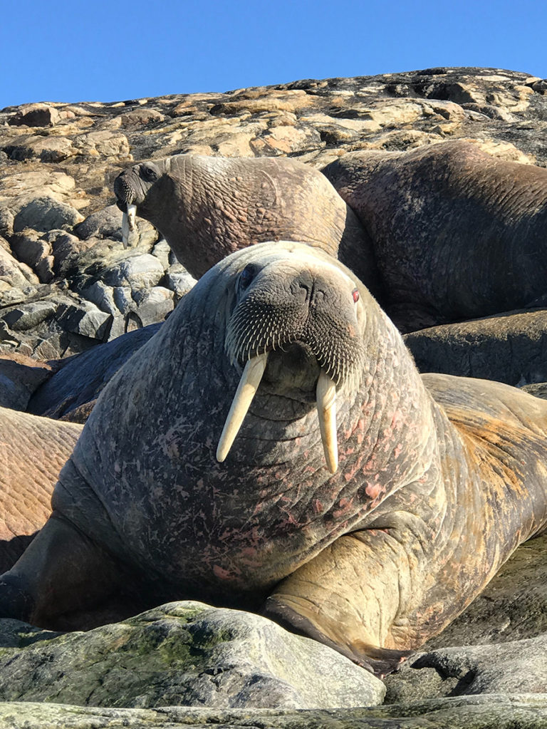 What Do Walruses Eat? - ArcticLook