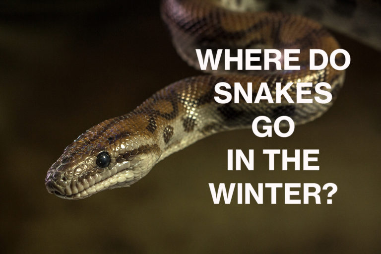 Where do snakes go in the winter?