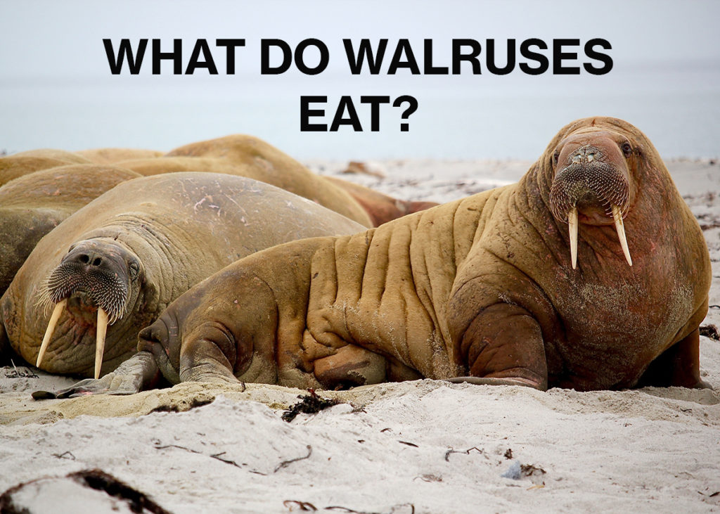 What Do Walruses Eat? - ArcticLook