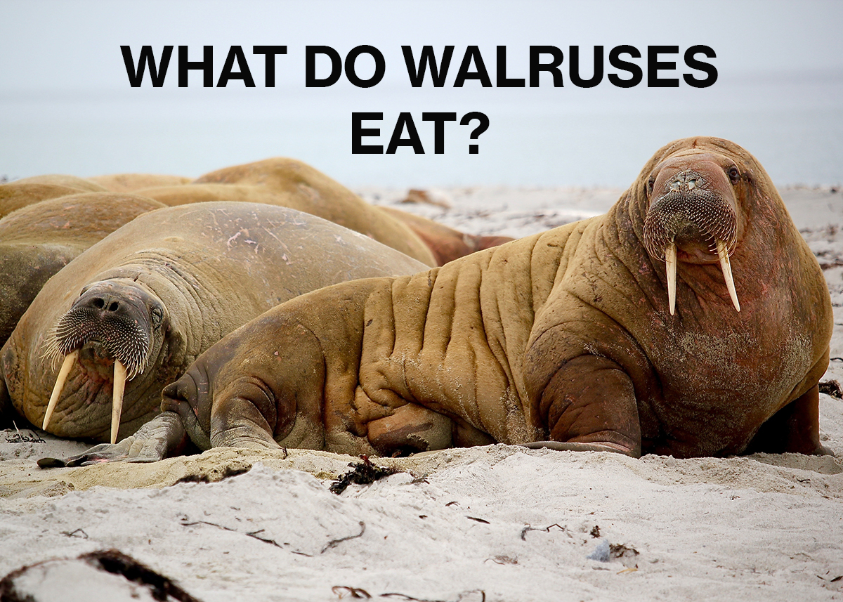 What do walruses eat?