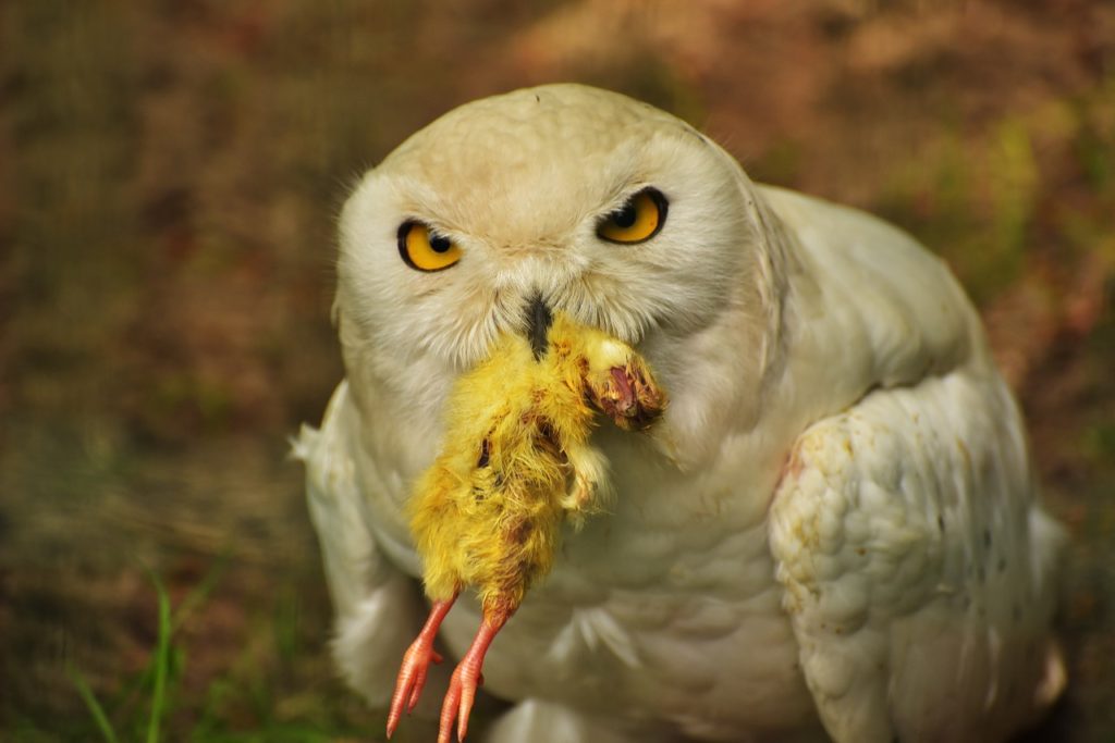 Snowy owl eating a chick