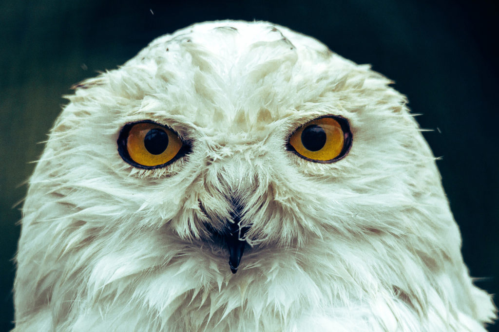 Snowy owls are famous for their white feathers and bright yellow eyes