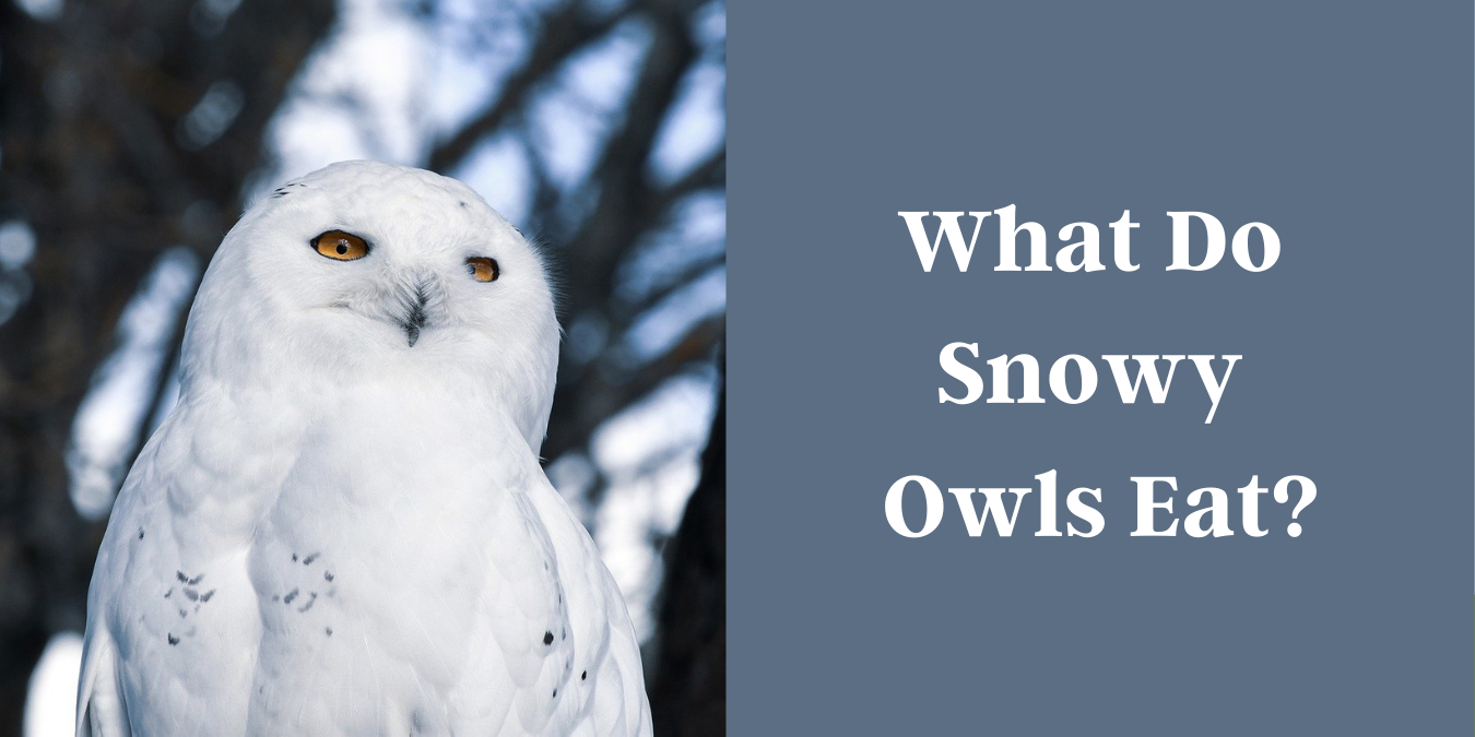 What do snowy owls eat