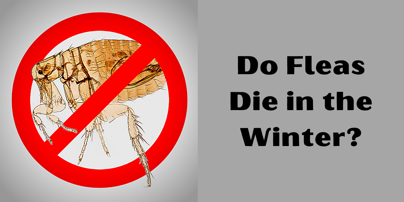 do fleas die in the winter