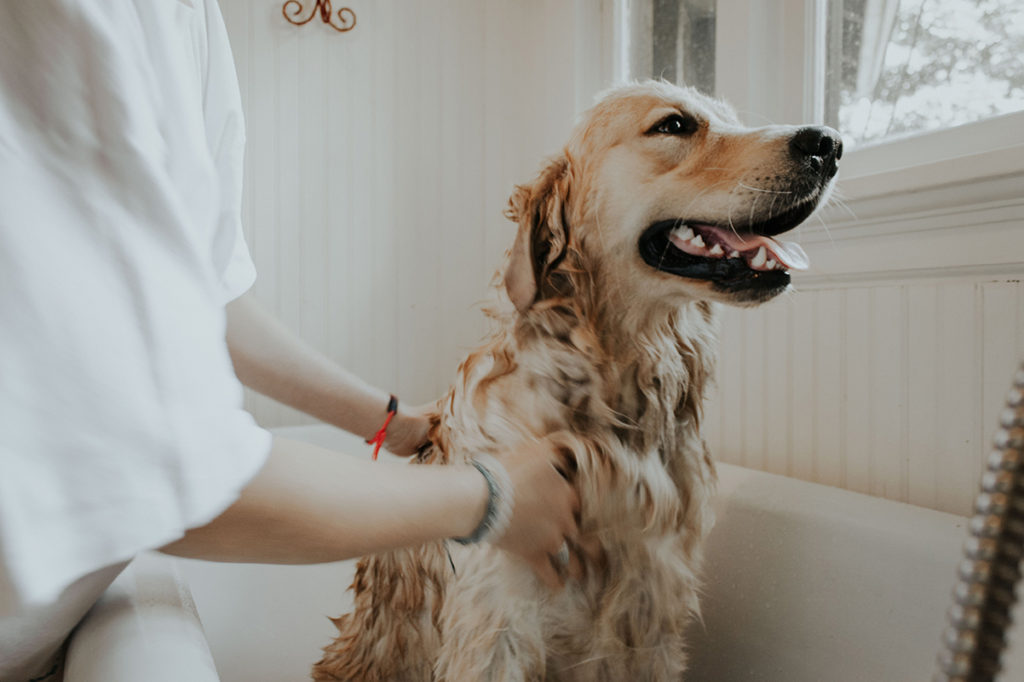 To make sure fleas die on your pets in the winter, owners use flea and tick shampoo