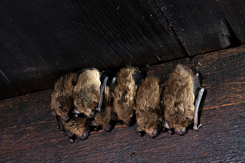 Attics are also a suitable location for bats to roost during the winter