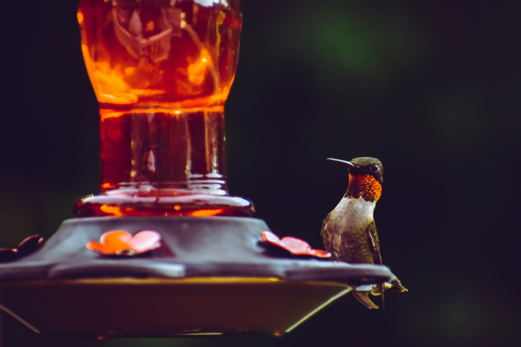 Hummingbird conservation can be done on an individual level by having a bird or nectar feeder in your garden