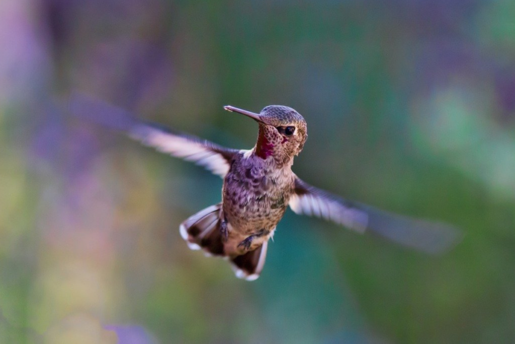 most hummingbird species beat their wings at 50-80 beats per second. During a dive, it can be up to 200 beats per second!