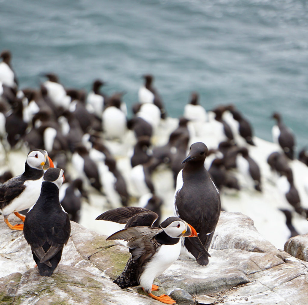 Puffins are known to live in large colonies. The largest one is estimated to be of 4 million puffins