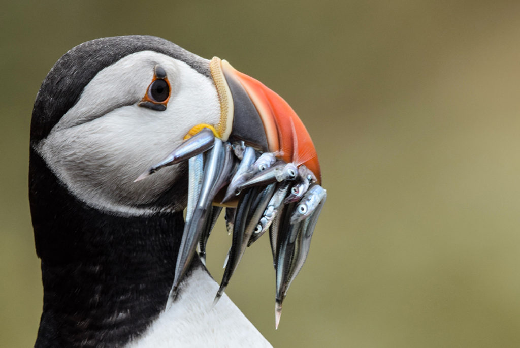 Puffins are one of a small number of bird species able to carry fish crosswise in their beaks