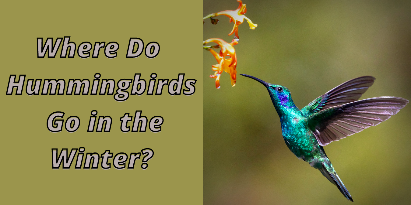 where do hummingbirds go in the winter?