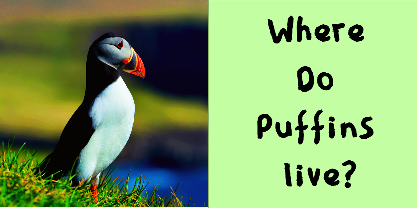 Where do puffins live?