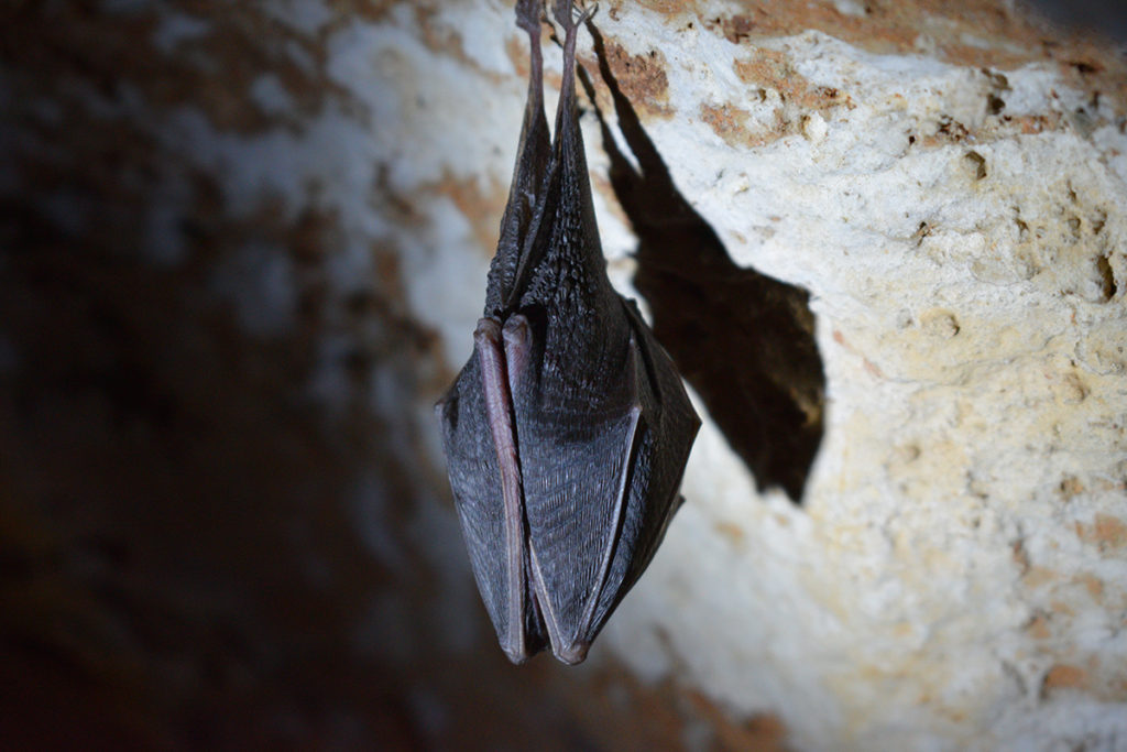 Hanging upside down in caves is a natural place for some bats to spend their winters