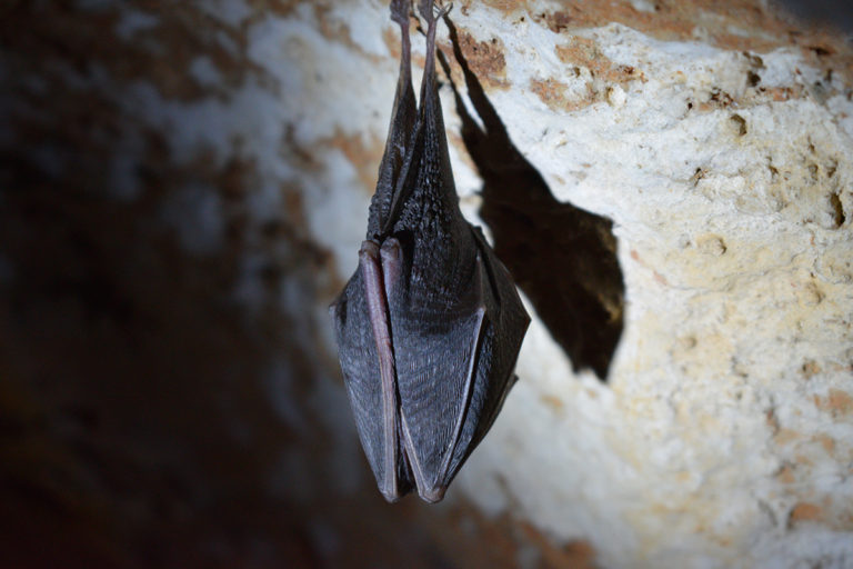 where-do-bats-go-in-the-winter-arcticlook