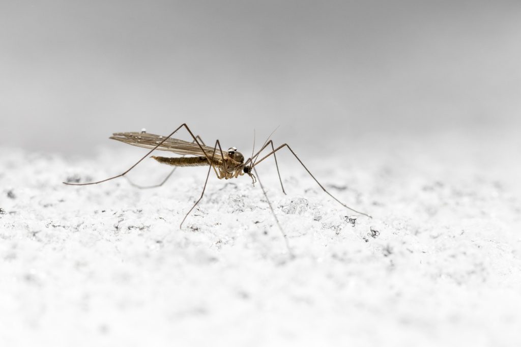 Despite their vulnerability to the cold, mosquitoes have managed to survive for millions of years and even outlive the dinosaurs