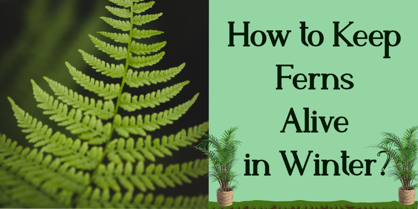 how to keep ferns alive in winter