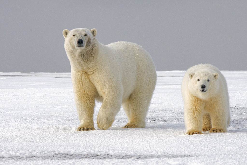 Bearded and harp seals are the main prey for polar bears