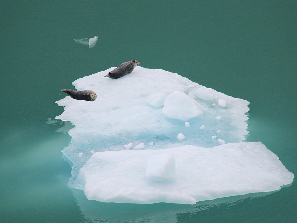 Floating ice is a perfect place for seals to protect themselves from predators