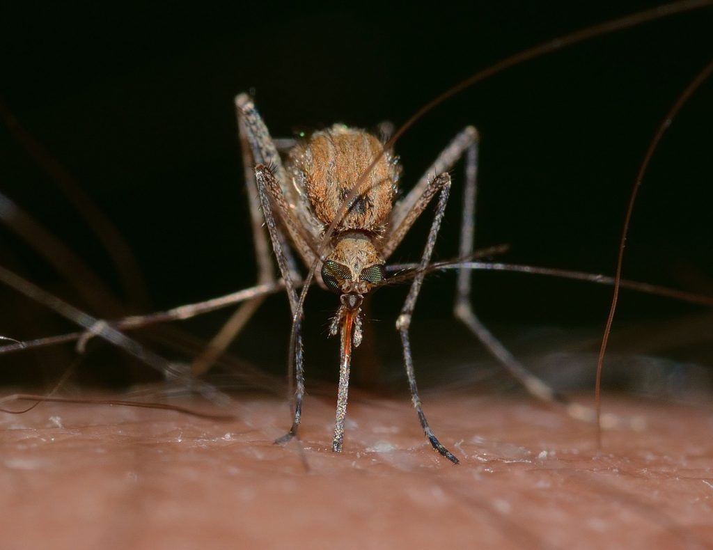 mosquitoes have to get protein found in blood before they can lay eggs