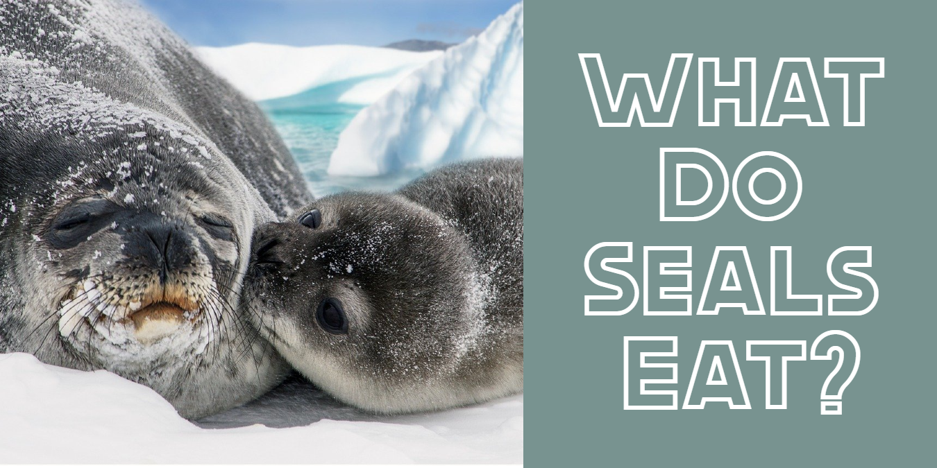 what-do-seals-eat-arcticlook