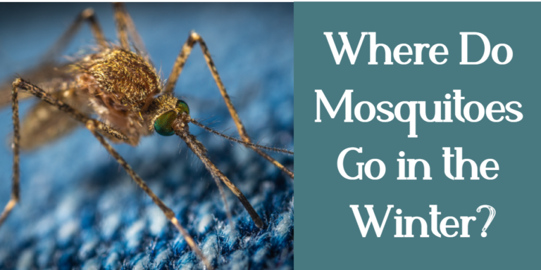 where do mosquitoes go in the winter
