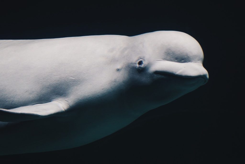 Belugas are nicknamed canaries of the sea for their wide variety of vocalisations