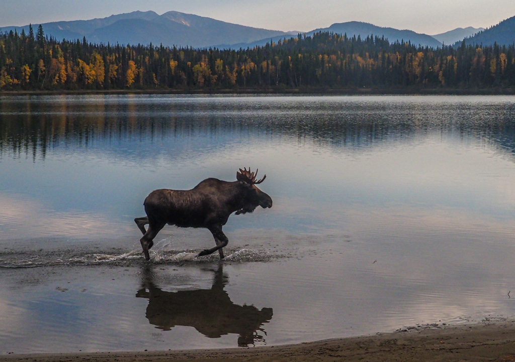Adult moose can run as fast as 35 miles an hour (57km/h))
