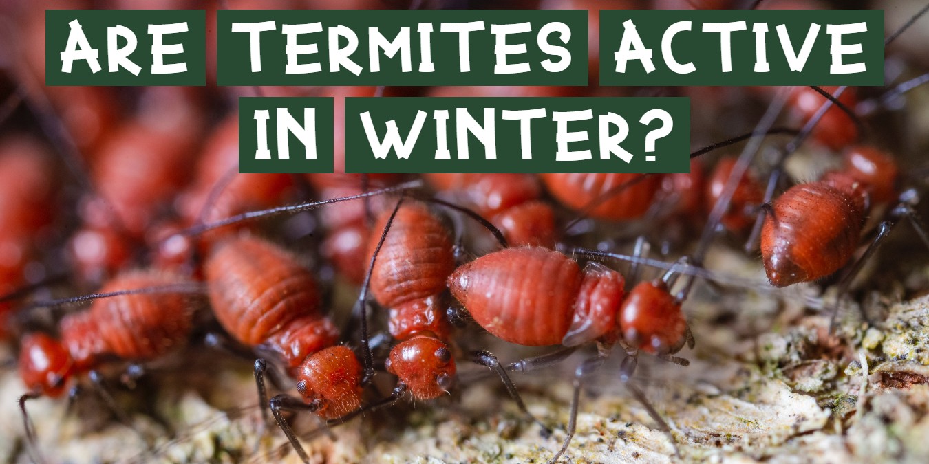 are termites active in winter?