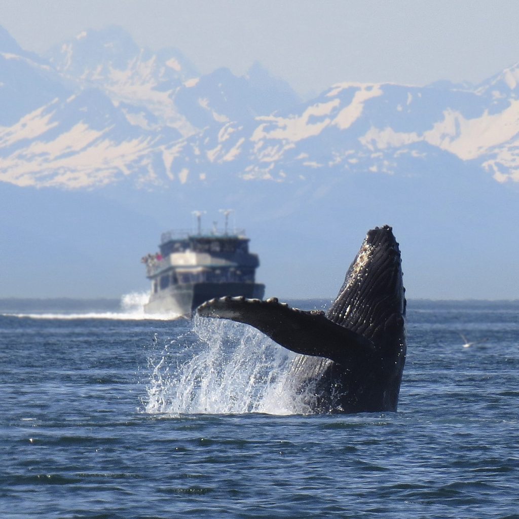 humpbacks can be found in the arctic but do not stay year-round