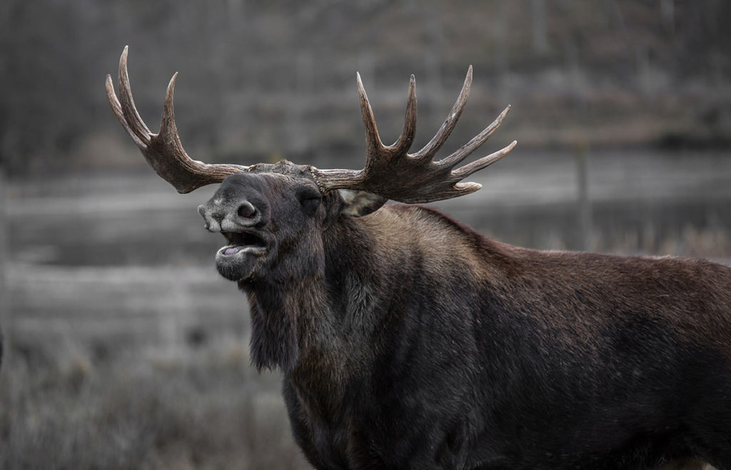 Moose calls sound like domestic cows, but louder, deeper and slightly longer in duration