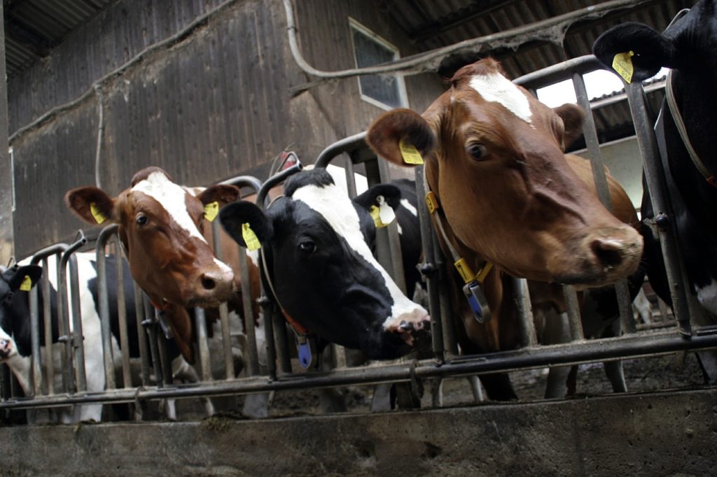 tending to animals is a year-round job farmers have to do even in the dead of winter