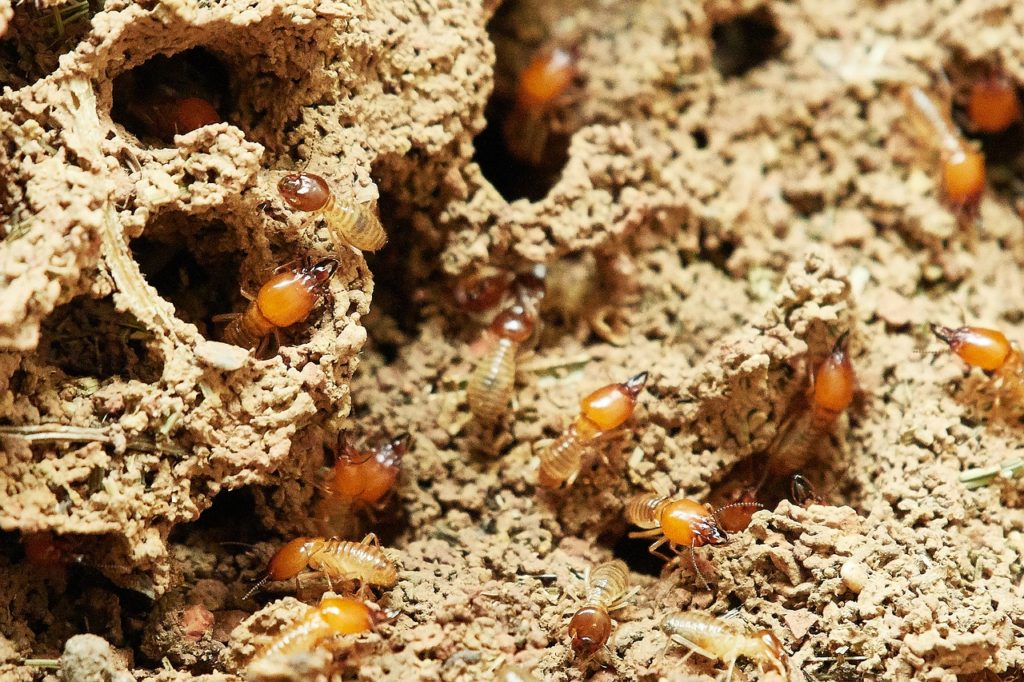 Termites are subterranean creatures digging deeper tunnels to escape the cold winter months.