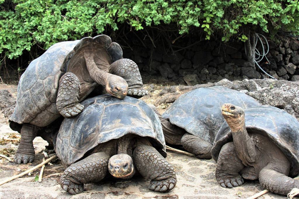 Tortoises can grow to enormous sizes just like these Galápagos tortoises above