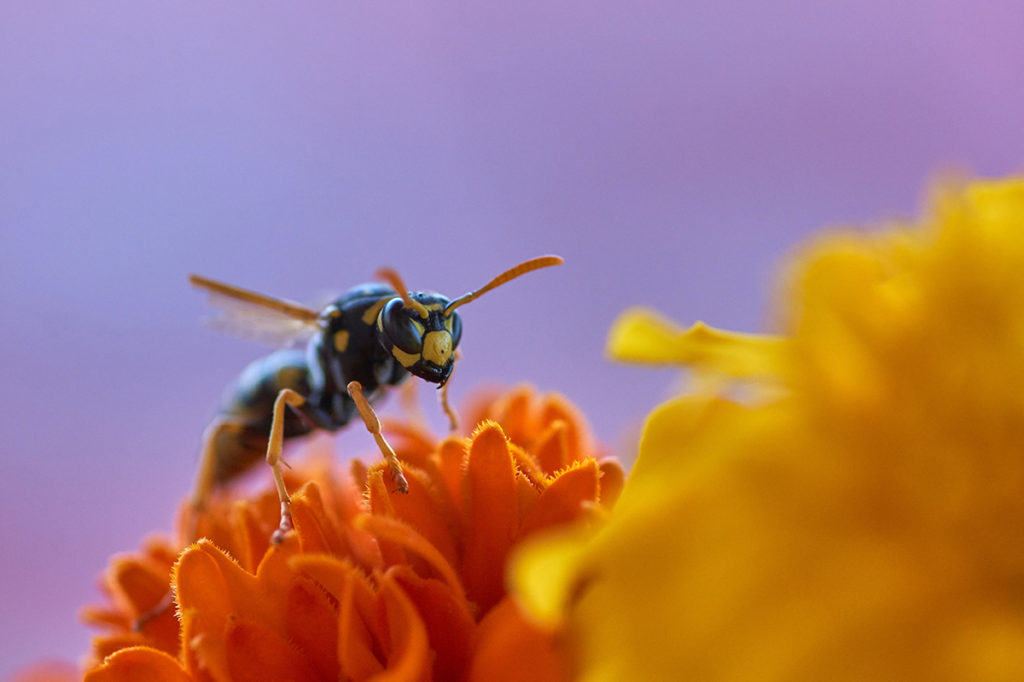 Despite the popular belief, wasps are important pollinators