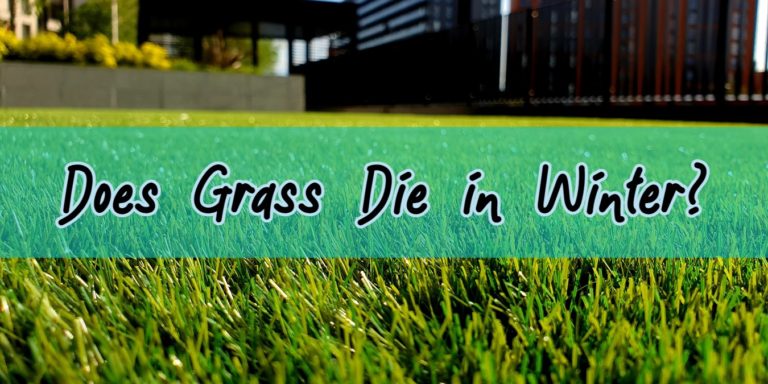 does grass die in winter