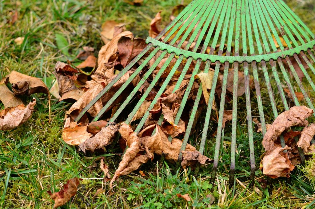 Raking contributes to a healthy root system
