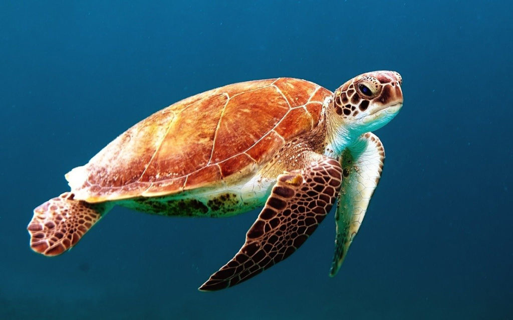 Turtles have a streamlined shell and flippers instead of feet