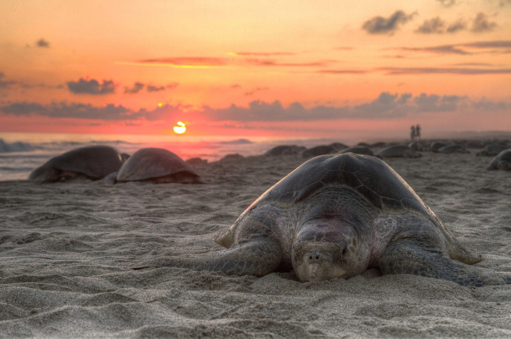 Turtles only come onto land to lay eggs in the sand