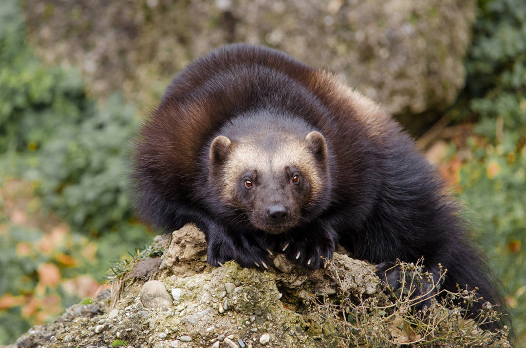 Although wolverines look seemingly placid, they can be very aggressive.