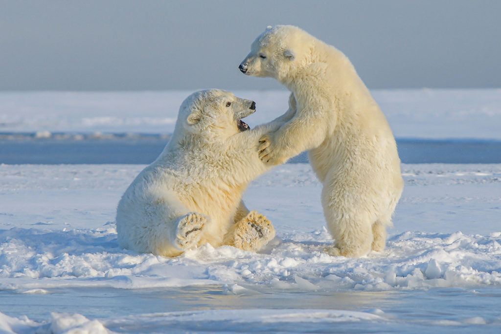 Apart from play in the snow, polar bear cubs have to learn how to swim and hunt in a short space of time
